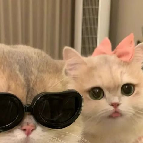 Meaw Cat on Instagram: "When your cat squad is cooler than you! 😹😎  #cats #catsofinstagram #cat #photography #catstagram #instagram #catlover #catlife #catlovers #instacat #kitten #pets #meow #kittens #catoftheday #kitty #love #cute #pet #animals #dogs #gatos #world #gato #petsofinstagram #kittensofinstagram #cutecats #catlove #adoptdontshop #catsagram" Cute Dp Aesthetic, Cute Dp For Instagram, Cute Cat Smiling, Cat Dp, Cat Squad, Legend Cat, Girl Drawing Easy, Kitty Love, Animals Dogs