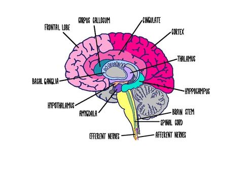 Brain Labeled  - Notability Gallery Celebrity Brain Project Psychology, Brain Diagram Psychology, Human Brain Diagram, Brain Diagram, Brain Models, Basal Ganglia, Corpus Callosum, Ap Psychology, Frontal Lobe