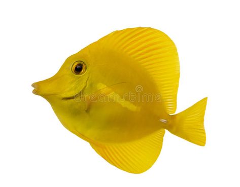 Side view of a Yellow Tang, Zebrasoma flavescens. Isolated on white , #affiliate, #Yellow, #Tang, #Side, #view, #Isolated #ad Fish Side Profile, Fish Side View, Fish Project, Fish Sides, Yellow Tang, White Image, Side View, Vector Graphics, Fish Pet