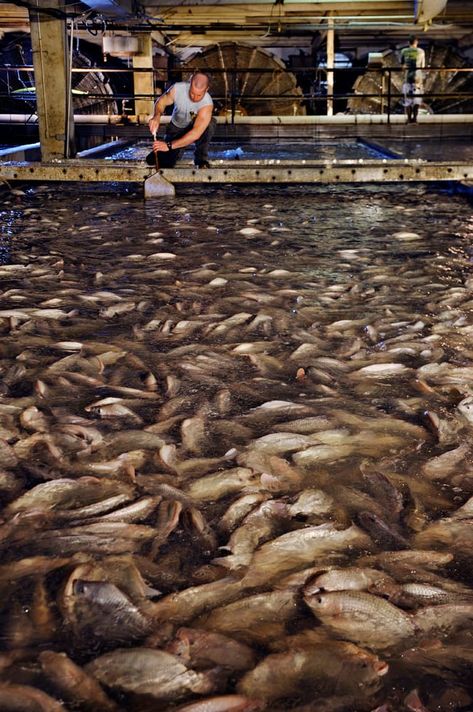 Aquaculture Fish Farming, Farming Fish, Farming Art, Salmon Farming, Fish Farm, Wild Caught Fish, Farming Business, Fish Stock, Salmon Fish