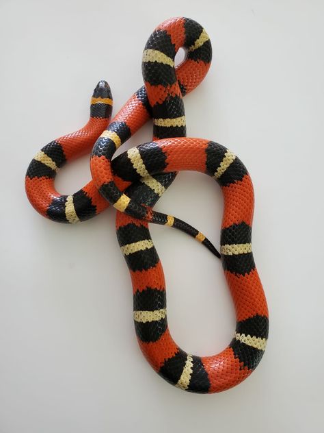 From our Star Wars Collection... Meet the Jedi "Ahsoka Tano." She is a Half Pueblan x Half Sinaloan Milk Snake. #colubridkings #colubridsofinstagram #colubrids #colubrids #milksnake #milksnakes #milksnakesofinstagram #kingsnake #sinaloanmilksnake #pueblanmilksnake #starwars #starwarscollection #ahsokatano #ashoka #jedi #apprentice #snake #snakes #snakesofinstagram #snakecollection Pueblan Milk Snake, Milk Snake Tattoo, Snake Reference, Jedi Apprentice, Snake Spirit Animal, Snake Turtle, Milk Snake, Birds Photography Nature, Pretty Snakes