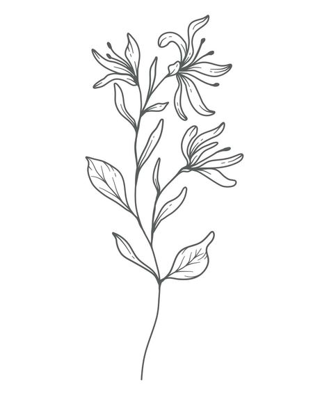 Honeysuckle Outline, Honeysuckle Tattoo Simple, June Birth Month Flower, Honeysuckle Tattoo, Flower Vine Tattoos, Line Art Botanical, Black Line Tattoo, June Flower, Bouquet Tattoo