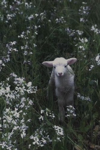 Cute Lamb, Baby Sheep, Baby Lamb, Sheep And Lamb, Cute Sheep, Baby Goats, Pretty Animals, Animal Photo, Cute Little Animals