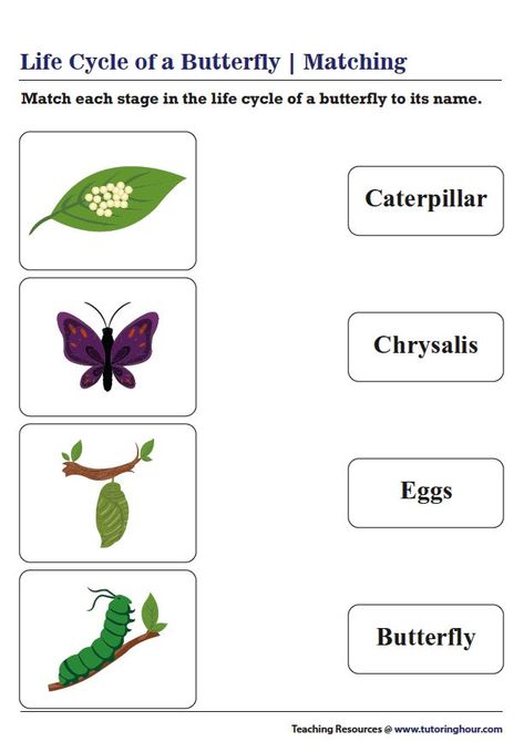 Life Cycle of a Butterfly - Matching Life Cycle Of A Butterfly Worksheet, Stages Of Butterfly Life Cycle, Butterfly Life Cycle Kindergarten, Butterfly Life Cycle Worksheet, Butterfly Life Cycle Preschool, Butterfly Worksheet, Life Of A Butterfly, Evs Worksheet, Halloween Maternelle