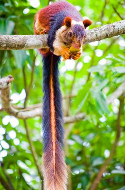 India's Giant Technicolor Squirrels – Bhimashankar, India - Atlas Obscura Indian Squirrel, Indian Giant Squirrel, Squirrel Species, Giant Squirrel, Cute Squirrel, A Squirrel, Unusual Animals, Rare Animals, Pretty Animals