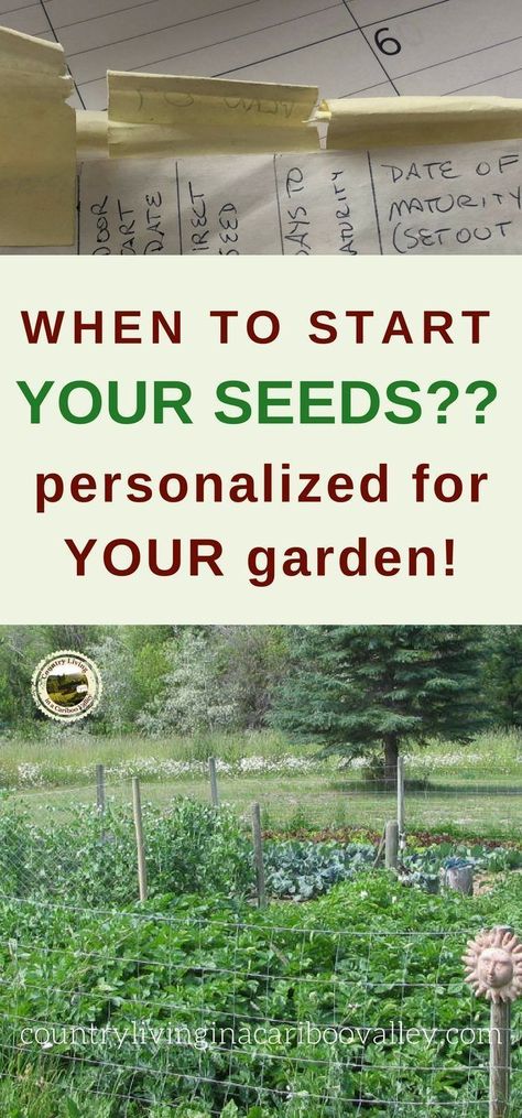 Wonder when to start seeds for your garden zone? Make your own personalized seed starting schedule. Chart when to start seeds and plan your garden harvests. #garden #seeds #gardeningzone Seed Starting Calendar, Calendar Bullet Journal, Growing Tomato, Planting Marigolds, Tomato Growing, Fall Gardening, Tomato Seedlings, Small Vegetable Gardens, Winter Gardening