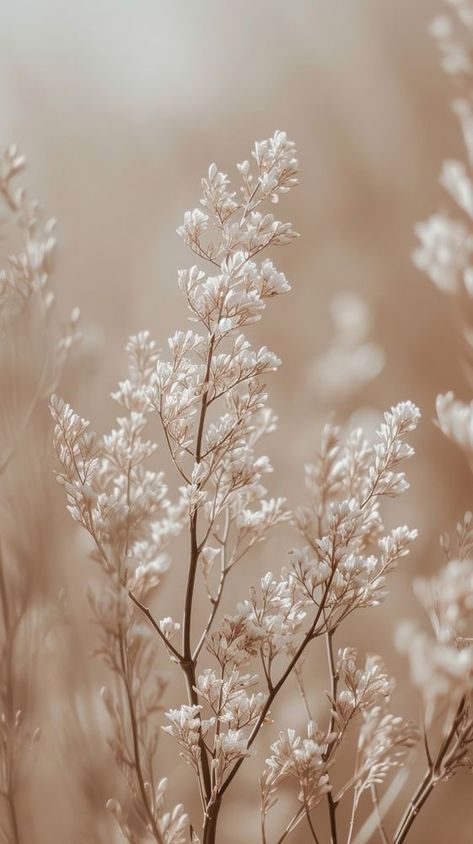 Aesthetic beige photo outdoors blossom nature. | premium image by rawpixel.com Tan And Beige Aesthetic, Beige Aesthetic Pictures For Wall, Aesthetic Pictures Neutral Colors, Beige Asthetic Wallpers, Modern Wallpaper For Phone, Iphone Widget Photos Aesthetic, Pretty Neutral Background, Crème Aesthetic Wallpaper, Neutral Aesthetic Widget Photos