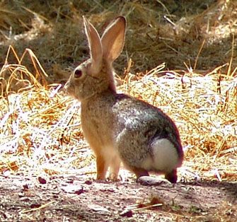 Cotton Tail Rabbit, Cottontail Rabbit, Lop Rabbit, Elephant Shrew, Hunting Stuff, Beautiful Wildlife, Holland Lop, Lovely Animals, Tasmanian Devil