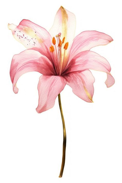 Pink lily blossom flower petal. | premium image by rawpixel.com / Tang Pink Lily Illustration, Pink Flower Drawing, Orchid Illustration, Pink Lily Flower, Lily Wallpaper, Nice Designs, House Warming Invitations, Nature Watercolor, Pink Phone