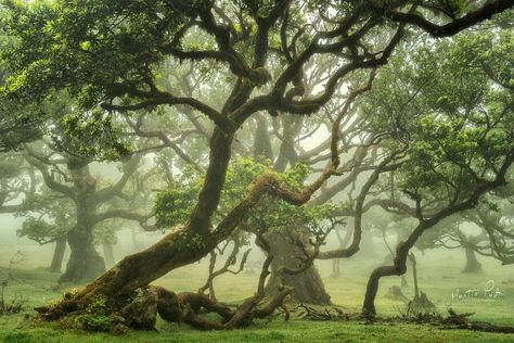 Forest Photos, Old Trees, Arte Inspo, The Fog, Magical Forest, Environment Concept Art, Enchanted Forest, Beautiful Tree, Nature Photos