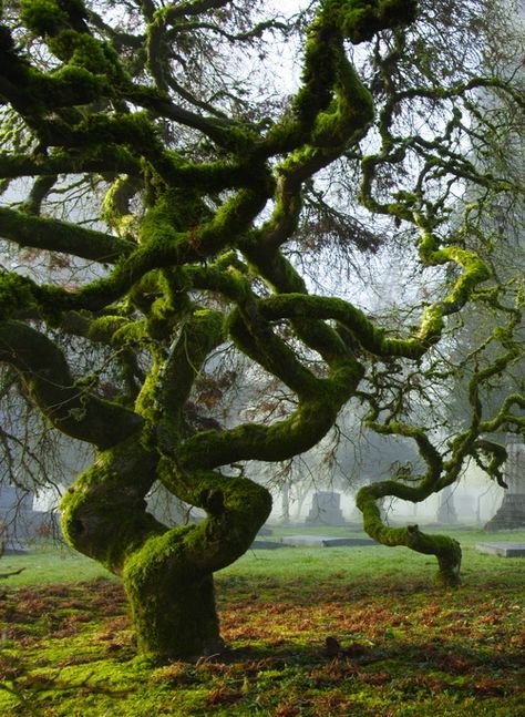 Moss covered trees Boom Kunst, Matka Natura, Belle Nature, Old Tree, Unique Trees, Airbrush Art, Nature Tree, Tree Forest, Land Art