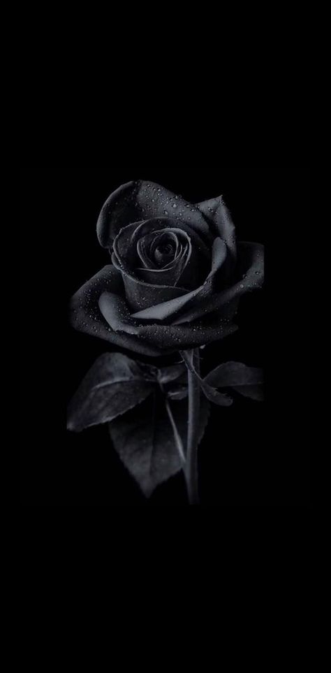 Download Black Rose wallpaper by Abtahialamking - d295 - Free on ZEDGE™ now. Browse millions of popular love Wallpapers and Ringtones on Zedge and personalize your phone to suit you. Browse our content now and free your phone Rose Iphone Wallpaper, Black Rose Wallpaper, Black Flowers Wallpaper, Black And White Wallpaper Iphone, Black Roses Wallpaper, White Wallpaper For Iphone, Dark Black Wallpaper, Black Wallpaper Iphone Dark, Cute Black Wallpaper