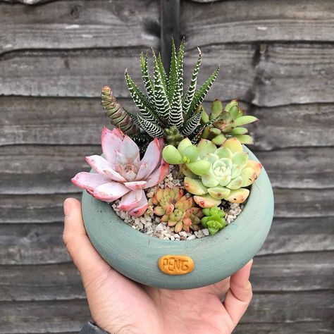 Succulents In Glass, Succulent Garden Landscape, Succulent Potting Mix, Mini Gardens, Moss Plant, Succulent Garden Diy, Succulent Soil, Cute Decor, Growing Succulents