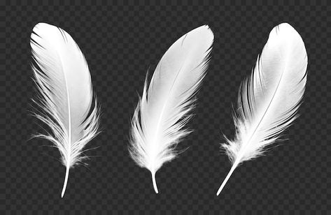 Feather Png, Feather Icon, David Zepeda, Bird Feather, Psd Icon, White Feathers, White Image, Background Png, Vector Photo