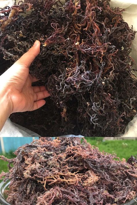 Dried eucheuma cottonii Origin :Vietnam. - Moisture : 35% max - Impurities: 3% max - Type: dried seaweed - Color: Natural gold/ white / gold / purple. - Quality: As export stardard, - No impurities, No SO2, no CO2,...No preservative substance,... - Shelf life : 12 months - Use: foods, carrageenan,... Dried Seaweed, Irish Sea Moss, Purple Sea, Irish Moss, Irish Sea, Sea Moss, Natural Gold, Jewellery Making, Shelf Life