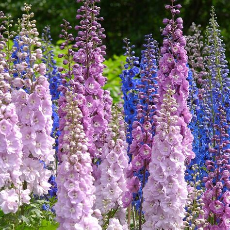 July Birth Flowers, Larkspur And Water Lily, Flowers Meanings, White Larkspur, Fluffy Flowers, July Birth Flower, Larkspur Flower, Flower Guide, Flower Vase Arrangements