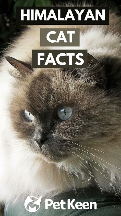 Here are some of the most interesting facts about Himalayan cats. Brown Himalayan Cat, Persian Himalayan Cat, Himalayan Cat Kitten, Himalayan Persian Cats, Himalayan Kittens For Sale, Himalayan Cats, Himalayan Kitten, Himalayan Cat, Ragdoll Cats