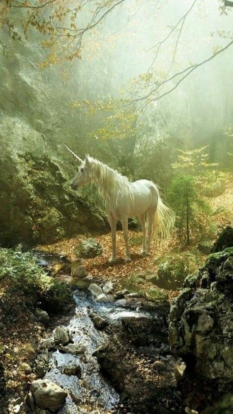 Foster Aesthetic, Sophie Foster, Art Vampire, Unicorn And Fairies, Dengeki Daisy, Fairytale Aesthetic, Magical Horses, Real Unicorn, Enchanted Wood