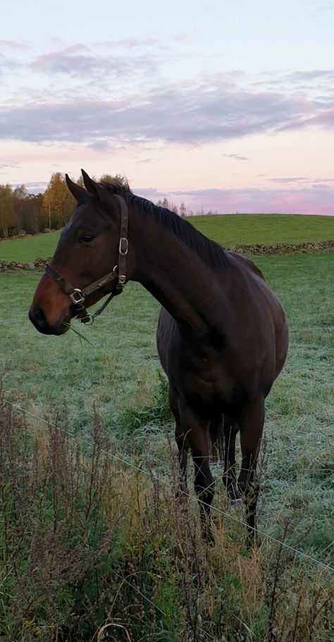 Bay English Thoroughbred, Seal Brown Bay Horse, Bay Mare Horse, Bay Thoroughbred Horse, Dark Brown Horse Aesthetic, Seal Brown Horse, Brown Horse Photography, Brown Horse Aesthetic, Seal Bay Horse