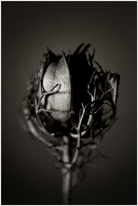 whereyouleastexpectit:  Still Life Photography by Malgorzata Krawczyk - Follow us on www.reflex-mania.com Dark Power, Black Roses, Dark Matter, Dark Beauty, Gothic Art, White Photo, Photo Images, The Dark Side, Life Photography