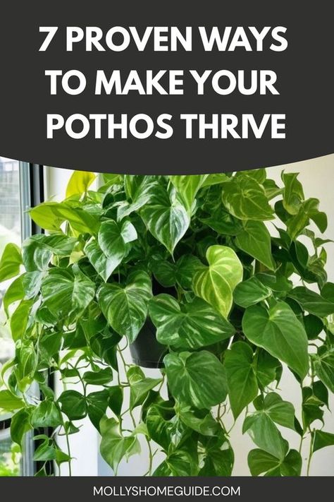 Discover the secrets to growing fuller pothos plants with these expert tips and tricks. Whether you're a beginner or seasoned gardener, learn how to care for your pothos and encourage lush, thriving growth. From proper lighting and watering techniques to fertilizing and pruning strategies, this guide covers everything you need to know about cultivating beautiful, vibrant pothos plants in your home or garden. Caring For Pothos Plant, Pathos In Bathroom, Pothos Indoor Ideas, Large Pothos Indoor, Pothos Care Guide, Pothos Plant Care Tips, Leggy Pothos Plant, Pothos Decoration Ideas, Indoor Pothos Plants