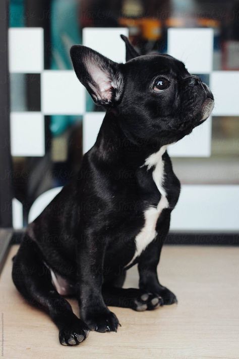 Black French Bulldog, Baby French Bulldog, Black French Bulldogs, Beautiful Puppies, Bulldog Francese, Bulldog Breeds, Francia Bulldog, Frenchie Bulldog, Frenchie Puppy