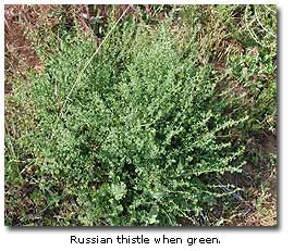 Tumbleweed, - Russian Thistle - DesertUSA Wind Witch, Akhal Teke, Common Names, American West, Agriculture, Dandelion, Witch, Herbs, Plants