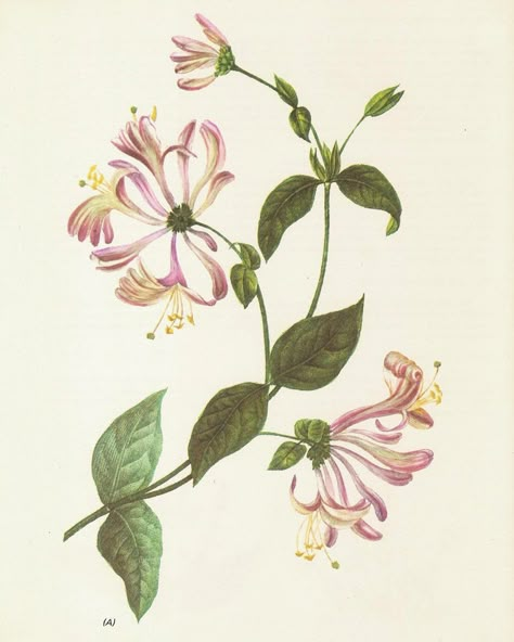 S shape of the honeysuckle branch Honey Suckle Botanical Illustration, Botanical Tattoo Vintage, Pink Honeysuckle, Honeysuckle Tattoo, June Birth Flower, Honey Suckle, Honeysuckle Flower, Vine Tattoos, Botanical Tattoo