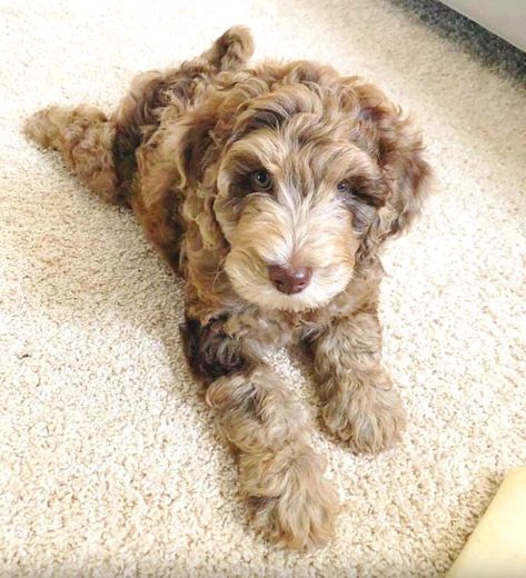 Merle Goldendoodle Puppy, Chocolate Merle Goldendoodle, Mini Aussiedoodle Haircut Styles, Merle Labradoodle, Merle Goldendoodle, Brown Goldendoodle, Doodles Puppies, Miniature Labradoodle, Labradoodle Breeders