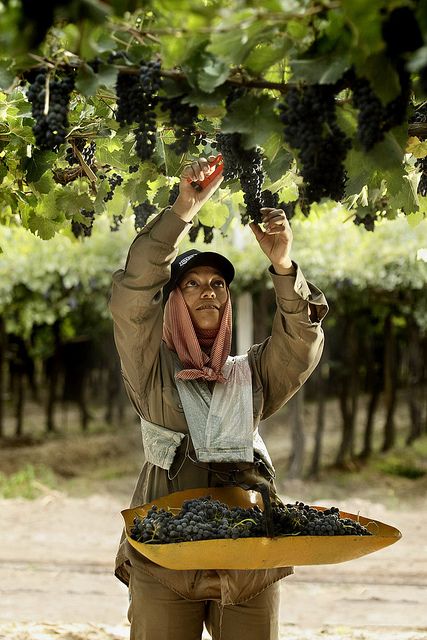 Harvest is done manually with 18kgs trays that guarantee the security and quality of the bunches. Grape Picking, Grapes Wine, Wine Vineyards, Grape Harvesting, Wine Photography, Argentina Travel, The Vineyard, Wine Cheese, Wine Time