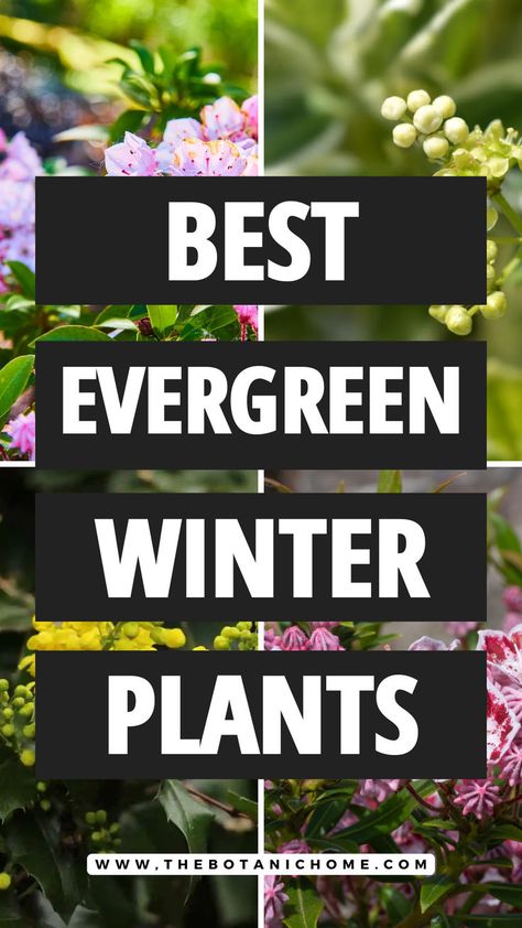 A colorful winter plants garden with evergreen shrubs, outside plants, and cold weather flowers creating a vibrant winter display. Cold Weather Flowers, Cold Weather Plants, Winter Flowers Garden, Winter Shrubs, Winter Flower Arrangements, Winter Floral Arrangements, Winter Greenhouse, Winter Vegetables Gardening, Winter Planter