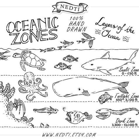 Oceans Worksheet, Physical Oceanography, Ocean Zones For Kids, Ocean Zones Printable, Zones Of The Ocean, Layers Of The Ocean, Ocean Zones, Ocean Projects, Ocean Unit