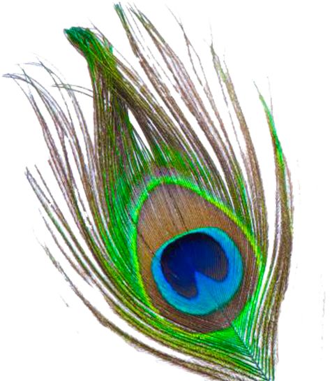 Mor Pankh, Feather Png, Feather Clip Art, Peacock Wings, Peacock Feather Tattoo, Jewelry Closet, Feather Vector, Pichwai Paintings, Lord Krishna Wallpapers