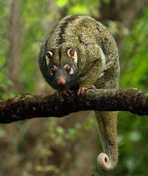 Ringtail Possum, Pygmy Possum, Australian Mammals, Interesting Creatures, Small Mammals, Fig Trees, Wild Animals Photos, Green Ring, Nocturnal Animals