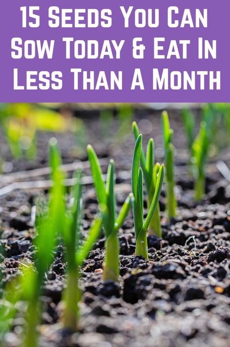 It can often take many months to go from seed to food - but with these fast growing edibles you can plant them today and be eating them in less than a month. Seeds From Produce, Grow Food Not Lawns, Planting Ideas Outdoor, Fast Growing Vegetables, Gardening Tips And Tricks, Grow From Seed, When To Plant Vegetables, Vegetable Garden Diy, Survival Gardening