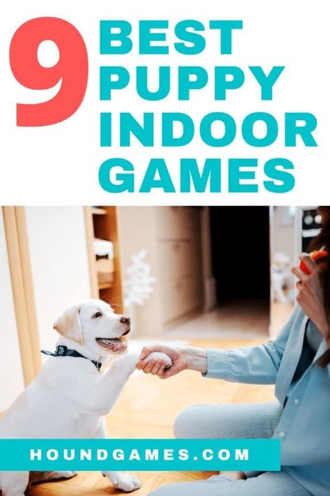 Indoor Puppy Games, Puppy Exercise Guide, Puppy Games Training, Games To Play With Puppy, Puppy Activities, 6 Months Old Activities, Games For Puppies, Puppy Games, Cute Puppy Photos