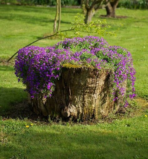 To me the most amazing gardening and landscaping concepts are those which make use of the existing natural features of a property. A lot of people spend a ridiculous amount of money and effort to get rid of old tree stumps, and I always just shake my head wondering … why? Tree stumps are... Tree Stump Decor, Tree Stump Planter, Jardim Diy, Lawn Ornaments, Have Inspiration, Old Trees, Tree Stump, Garden Trees, A Park