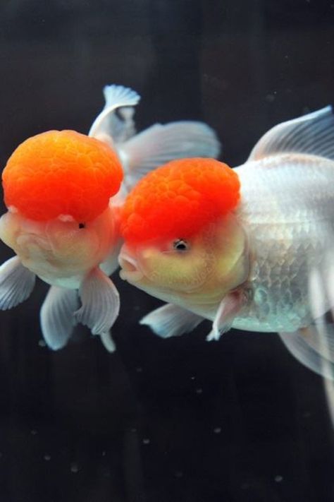 “Most of the world is covered by water. A fisherman’s job is simple: Pick out the best parts.”#oranda#orandagoldfish#orandafish#orandas#fish#fishtank#firefishboats#fishnets#fishbloodandfreshorange Red Cap Oranda Goldfish, Oranda Fish, Oranda Goldfish, Pet Fish, Aquatic Animals, Gold Fish, Red Cap, Freshwater Fish, Underwater World