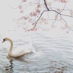 . Beatific Vision, Fleur Delacour, Nature Aesthetics, Rp Characters, Cho Chang, Perfect Images, Fairytale Aesthetic, Swan Princess, Vintage Princess