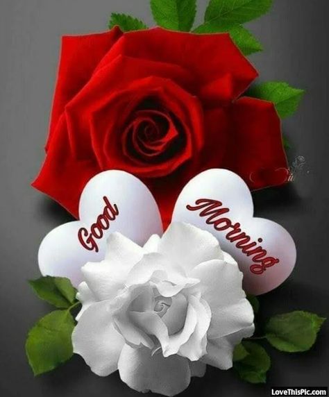 Sweet Good Morning Images, Good Morning Rose Images, Good Morning Sister, Quotes Good Morning, Morning Rose, Good Morning Happy Sunday, Good Morning Roses, Good Morning Beautiful Flowers, Good Morning Flowers Pictures