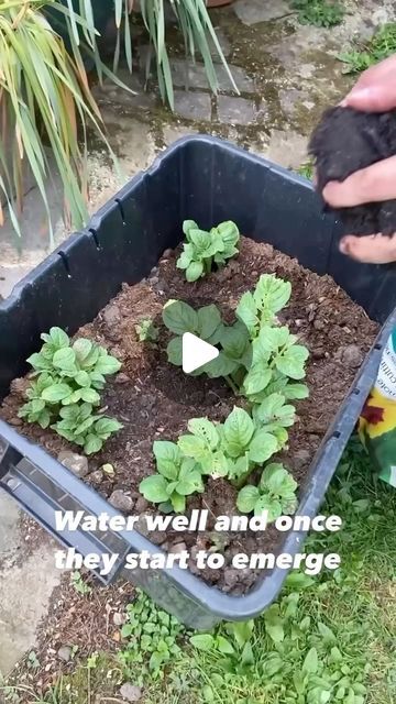 Unravel Talks on Instagram: "Grow Your Own Potatoes at Home! 🌿🎥

Hey everyone! Today, I’m thrilled to show you just how simple it is to grow fresh, delicious potatoes right in your own space, no matter the size! Many of you have requested more tips on small space gardening, and growing potatoes in containers is definitely one of my top picks.

👀 In this video, I’ll take you through the process of chitting your seed potatoes — a great head start for your spuds! We’ll place them in a frost-free spot to sprout, speeding up their growth as we head into planting season.

🪣 I’m using old recycling bins as planters—they’re about 100 liters each and fit perfectly on a patio or small balcony. Imagine harvesting around 50 potatoes from each tub! 🌟

🌞 Remember to cover emerging green foliage wi Potato Planting In Container, Growing Potatoes In Containers, Potatoes In Containers, Grow Potatoes In Container, Delicious Potatoes, Container Potatoes, Potato Planters, Seed Potatoes, Grow Potatoes