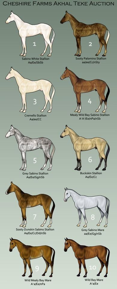 Akal-Tak color chart Horse Colors Chart, Horse Colour Chart, Horse Akhal Teke, Golden Akhal Teke, Akal Teke Horse, Akhal Teke Horses White, White Animals, Akhal Teke Horses, National Emblem