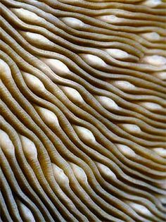 Mushroom Coral, Texture Inspiration, Organic Pattern, Design Textile, Organic Form, Natural Forms, Patterns In Nature, Nature Design, Color Textures