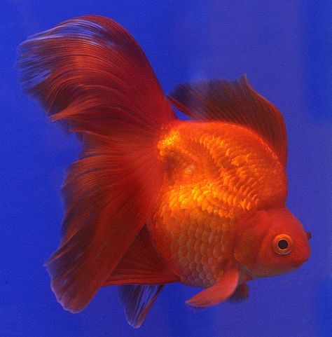 Goldfish Species, Bubble Eye Goldfish, Ryukin Goldfish, Goldfish Care, Common Goldfish, Comet Goldfish, Goldfish Types, Fantail Goldfish, Pet Goldfish