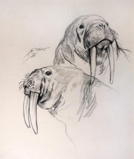 Walrus Sketch, Walrus Drawing, Walrus Illustration, Arthur Wardle, Walrus Art, Whale Sketch, Jesus Art Drawing, Lilies Drawing, Animal Sketch