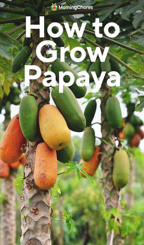 Papaya Tree Care How To Grow, How To Plant Papaya Seeds, Growing Blueberries Bushes, Growing Papaya, Grow Papaya, Florida Patio, Papaya Growing, Hammock Area, Survival Knowledge