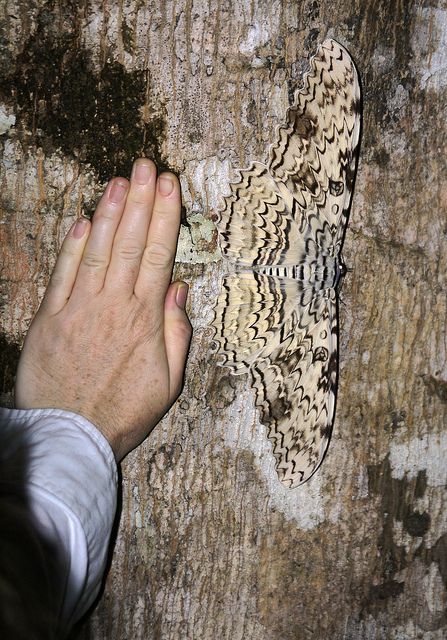 White Witch moth (Thysania agrippina). This species has the longest wingspan of any moth or butterfly in the world--up to 12 inches (31cm). White Witch Moth, Witch Moth, Beautiful Moths, Moth Drawing, Atlas Moth, Moth Caterpillar, Moth Art, Cool Bugs, Butterfly Poster