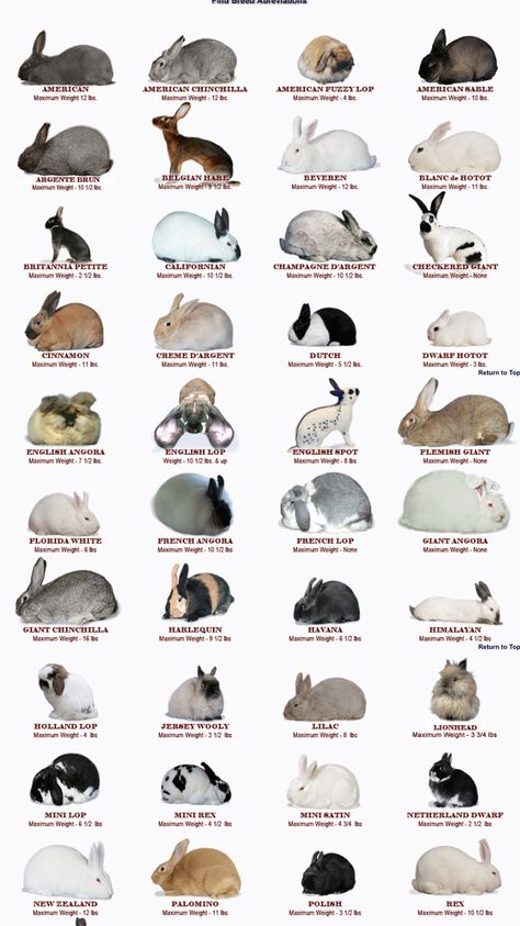 Types Of Rabbits, Breeds Of Rabbits, Bunny Breeds, Rabbit Species, Rabbit Types, Diy Rabbit Cage, Rabbit Information, Show Rabbits, Guinea Pig Hutch