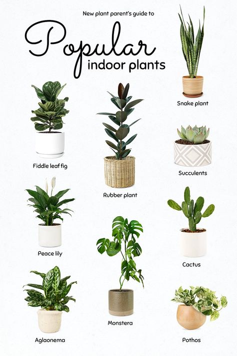 Best Air Purifying Plants, Tanaman Indoor, Household Plants, Plant Care Houseplant, Astuces Diy, Inside Plants, Growing Plants Indoors, Best Indoor Plants, Air Purifying Plants