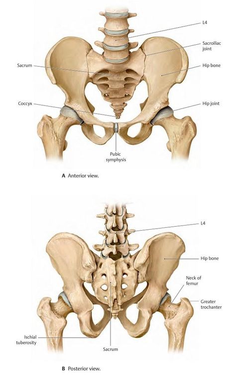 Pelvis Bone, Human Skull Anatomy, Skeletal System Anatomy, Pelvis Anatomy, Bone Anatomy, Joints Anatomy, Human Skeleton Anatomy, Leg Anatomy, Skull Anatomy